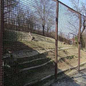 Lion enclosure from below