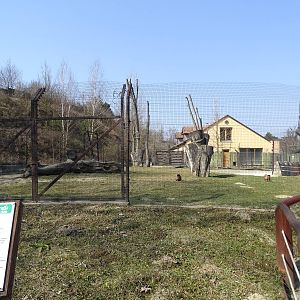 Tapir / capuchin enclosure