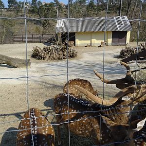 Axis deer enclosure