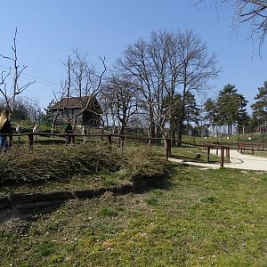 Ring-tailed lemur walkthrough