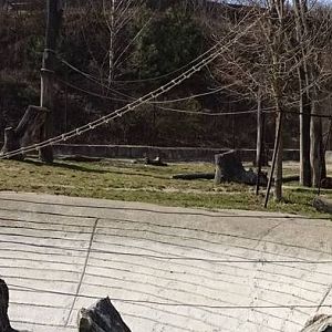 Tapir and capuchin enclosure
