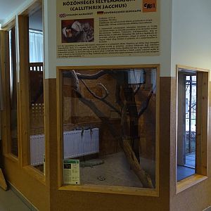 Green iguana and white-tufted marmoset indoors