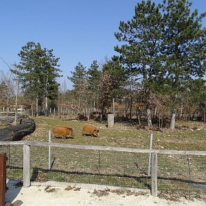 Red river hog enclosure