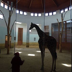 Giraffe house