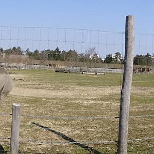 Rhino/zebra savannah