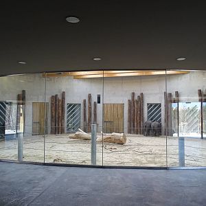 Asian elephants indoors