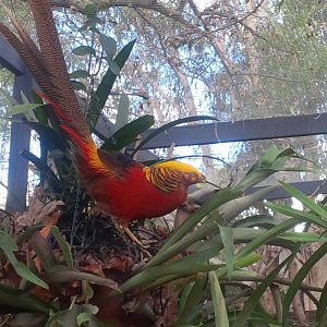 Golden Pheasant Cock