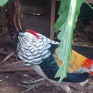 Lady Amhurst Pheasant Cock
