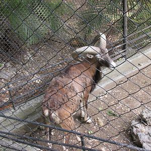 mouflon havana zoo