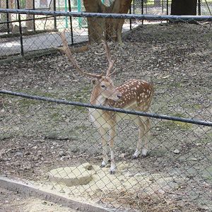 fallow deer havana zoo