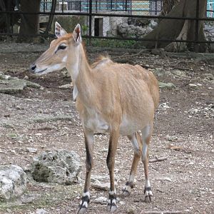 nilgai havana zoo