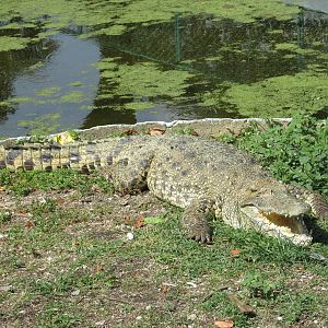 cuban crocodile havana zoo