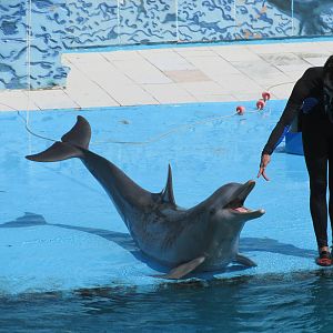 dolphin show acuario nacional