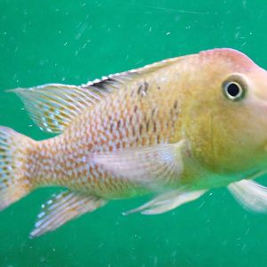 Horse-headed chiclid