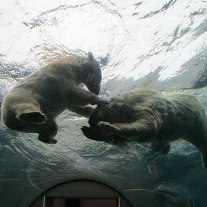 Polar Bears - 20/03/15