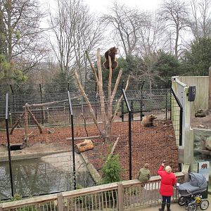 Brown Bears - 20/03/15