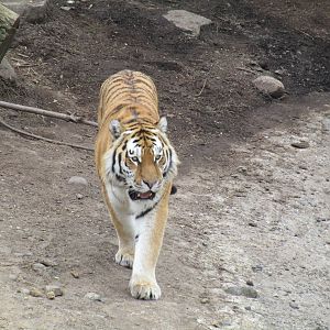 Amur Tiger - 20/03/15