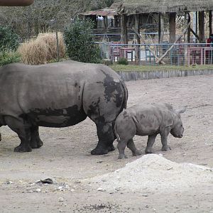 White Rhino and Calf - 20/03/15