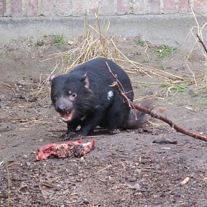 Tasmanian Devil - 20/03/15