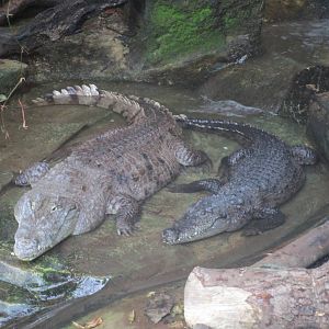 West African Crocodile - 20/03/15