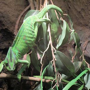 Veiled Chameleon - 20/03/15