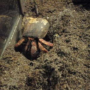 Land Hermit Crab  - 20/03/15