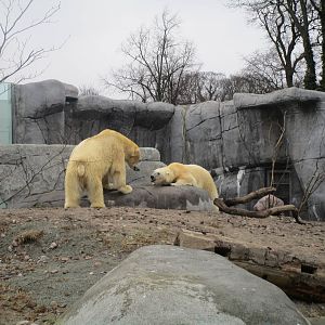 Polar Bears - 20/03/15
