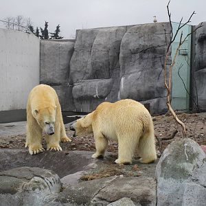 Polar Bears - 20/03/15
