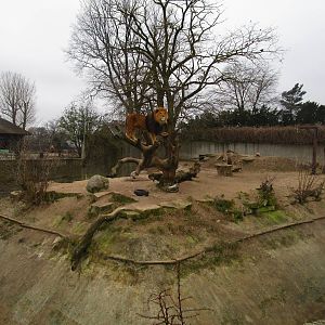 African Lion - 20/03/15