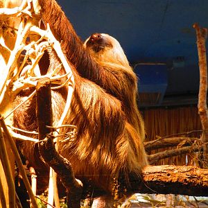 Hoffmans Two-toed Sloth - 24/03/15