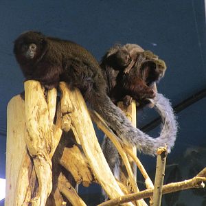 Red Titi Monkeys - 24/03/15