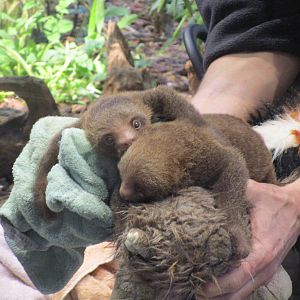 Hoffmans Two-toed Sloth Twins - 24/03/15