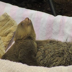 Hoffmans Two-toed Sloth - 24/03/15
