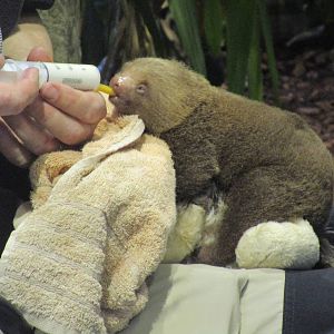 Hoffmans Two-toed Sloth - 24/03/15
