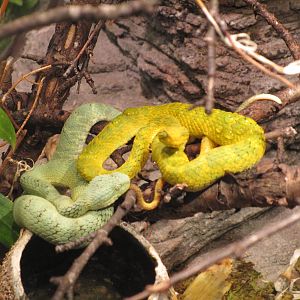Variable Bush Viper - 24/03/15