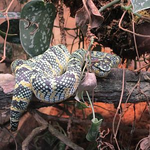 Waglers Temple Pitviper - 24/03/15