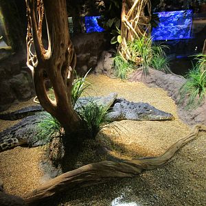 Cuban Crocodile - 24/03/15