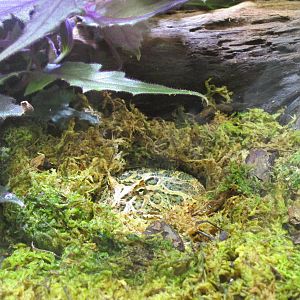 Argentinian Horned Toad - 24/03/15