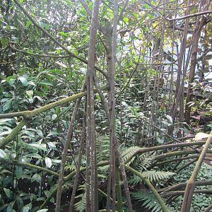 Burgers' Mangrove - General view