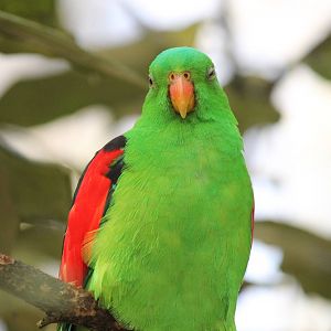 Burgers' Mangrove - Red-winged parrot