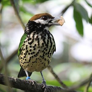 Burgers' Mangrove - White-eared catbird