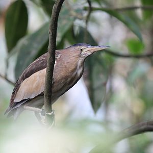 Burgers' Mangrove - Little bittern