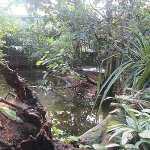 Burgers' Mangrove - General view