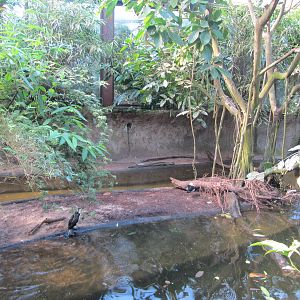Burgers' Mangrove - General view