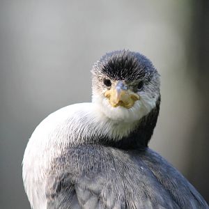 Burgers' Mangrove - Little pied cormorant