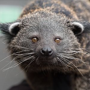 Palawan Binturong (Ferdinand)