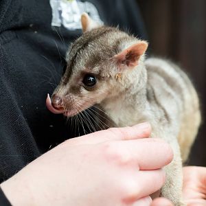 Banded Palm Civet