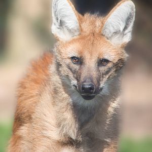 Maned Wolf