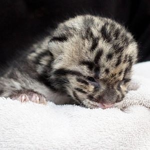 Clouded leopard cub