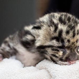 Clouded leopard cub